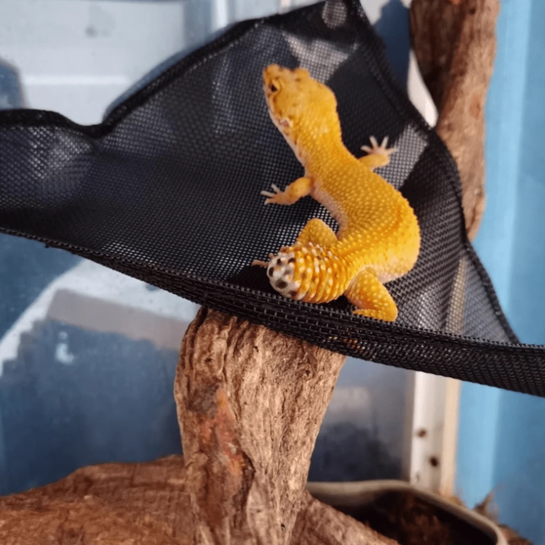 2pcs Pet Lizard Hammock, Reptile Resting Climbing Net, Suitable For ...