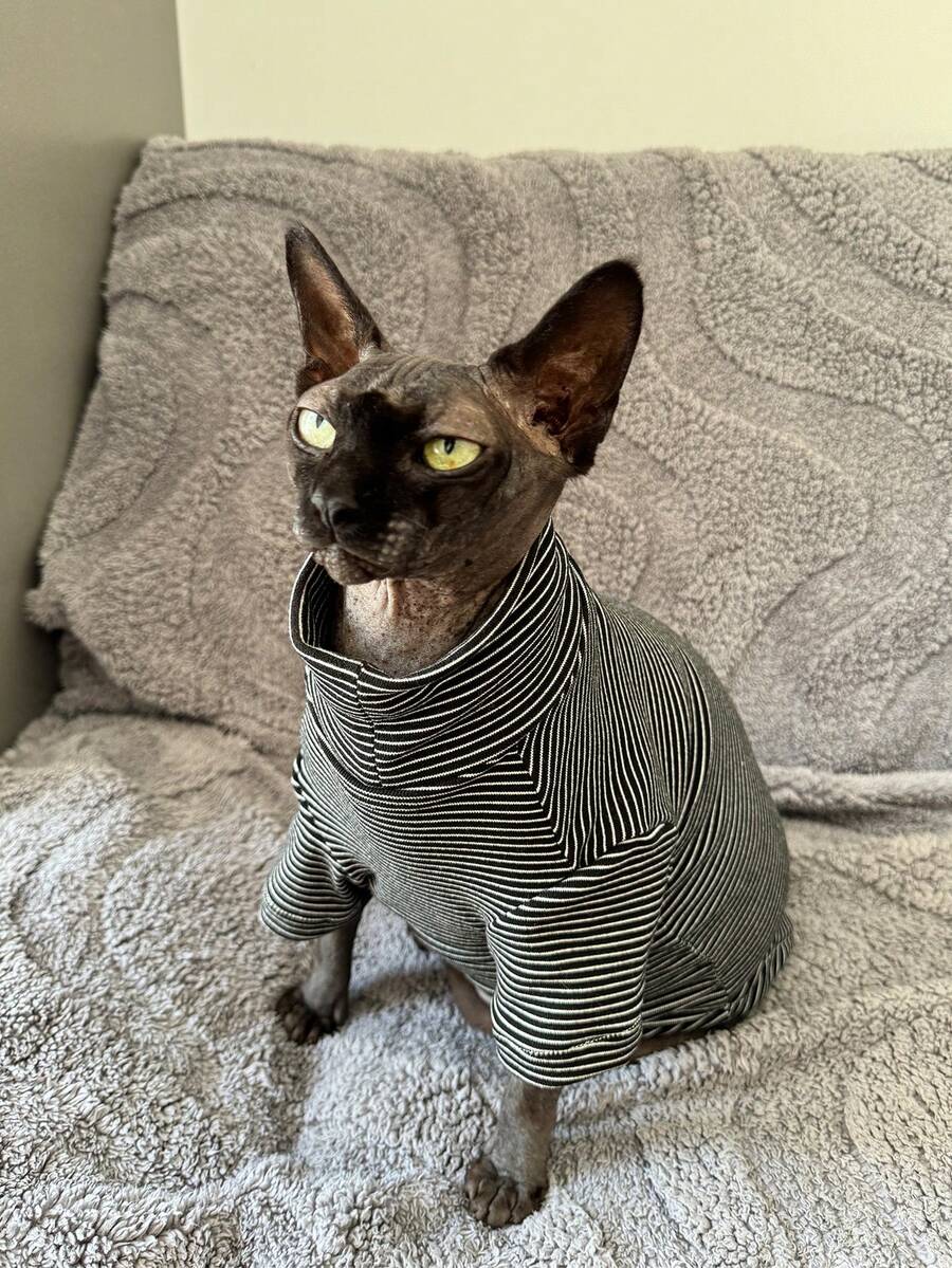 Sphynx Cat Fleece Base Layer Shirt, Soft And Comfortable For Cats And