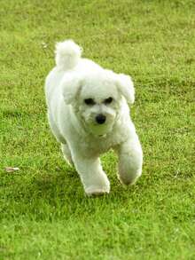 1 chiếc đồ chơi bóng phát sáng đàn hồi cho chó, bóng rắn chống cắn cho chó nhỏ vừa lớn, đồ chơi mài răng cho thú cưng - trắng - Xem 9