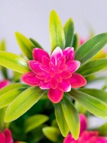 1 件人造迷你莲花盆，高 18 厘米/7.1 英寸，带 5 朵莲花，简约生活风格，塑料人造植物，绿色人造植物，秋季风格，抗氧化，不褪色 - 适用于 DIY 花墙、场景布置、卧室、花瓶插花、婚礼、派对、展览、酒店装饰、桌子、客厅、家居装饰、桌面装饰、桌面装饰、餐桌摆设、人造花、塑料花 - 彩色 - 查看 6