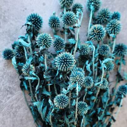 1 peça (19,69-23,62 polegadas/50-60 cm) Echinops azuis misteriosos naturais (cardo globo) flores secas, hastes de cardo azul seco preservadas, flores secas neutras de outono/inverno para arranjos florais faça você mesmo, casamento, decoração de casa, Natal e Halloween