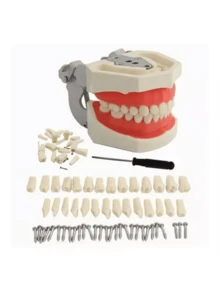 Modelo de Dientes estándar Desmontable demostración de tipodonto con Destornillador para la práctica docente - Blanco - Ver 2