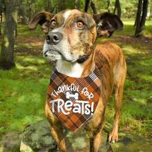 Thanksgiving Day Pet Plaid Bandana - Yellow - View 4
