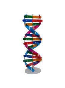 Kit de modelo de hélice de ADN humano DIY - Herramienta de experimento científico biológico, sin electricidad - color - Ver 2