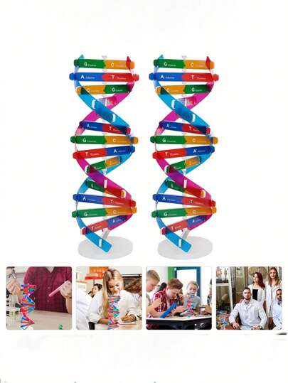Kit di modello a doppia elica del DNA umano - Strumento per esperimenti scientifici biologici, senza elettricità
