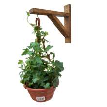 Suporte Para Pendurar Vaso De Planta Na Parede Gancho Mão Francesa Cedro Suculentas Sambambaia