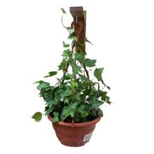 Suporte Para Pendurar Vaso De Planta Na Parede Gancho Mão Francesa Cedro Suculentas Sambambaia