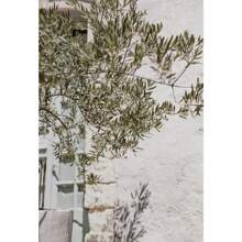 1 pieza Pintura en lienzo minimalista escandinava con el árbol de olivo italiano, las ramas y las hojas, la arquitectura, sin marco, para decoración del hogar