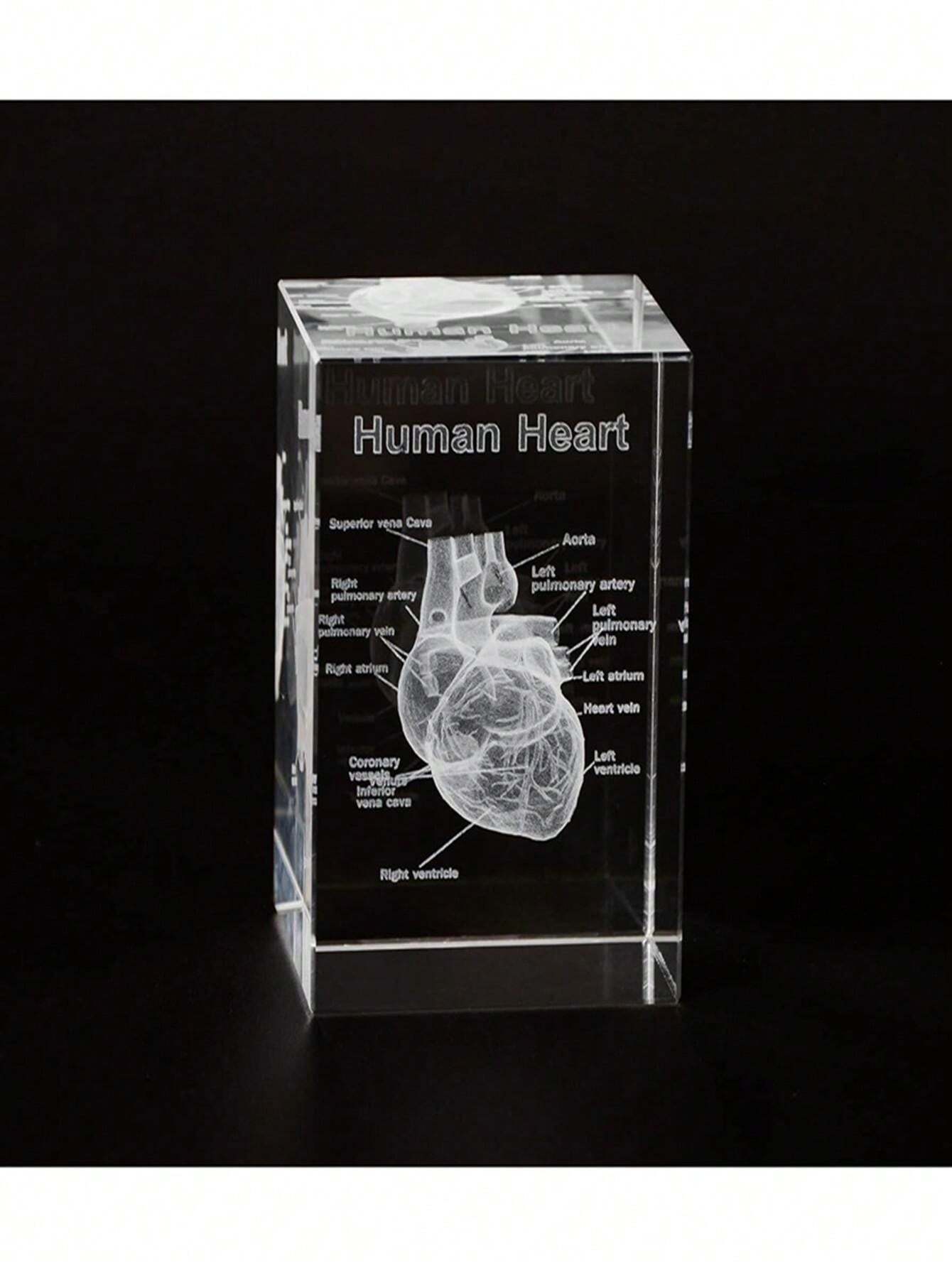 3D Crystal Human Heart Model, Laser Etched Anatomical Model, Suitable