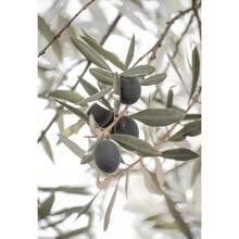 1 pieza Pintura en lienzo minimalista escandinava con el árbol de olivo italiano, las ramas y las hojas, la arquitectura, sin marco, para decoración del hogar