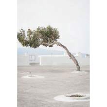 1 pieza Pintura en lienzo minimalista escandinava con el árbol de olivo italiano, las ramas y las hojas, la arquitectura, sin marco, para decoración del hogar