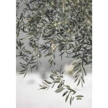 1 pieza Pintura en lienzo minimalista escandinava con el árbol de olivo italiano, las ramas y las hojas, la arquitectura, sin marco, para decoración del hogar