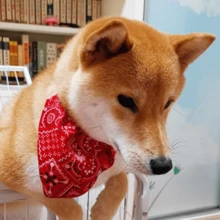 1 件随机颜色新款猫项圈项圈围兜宠物配件铃铛可爱狗狗挂件配件婴儿安全扣 - 彩色 - 查看 4
