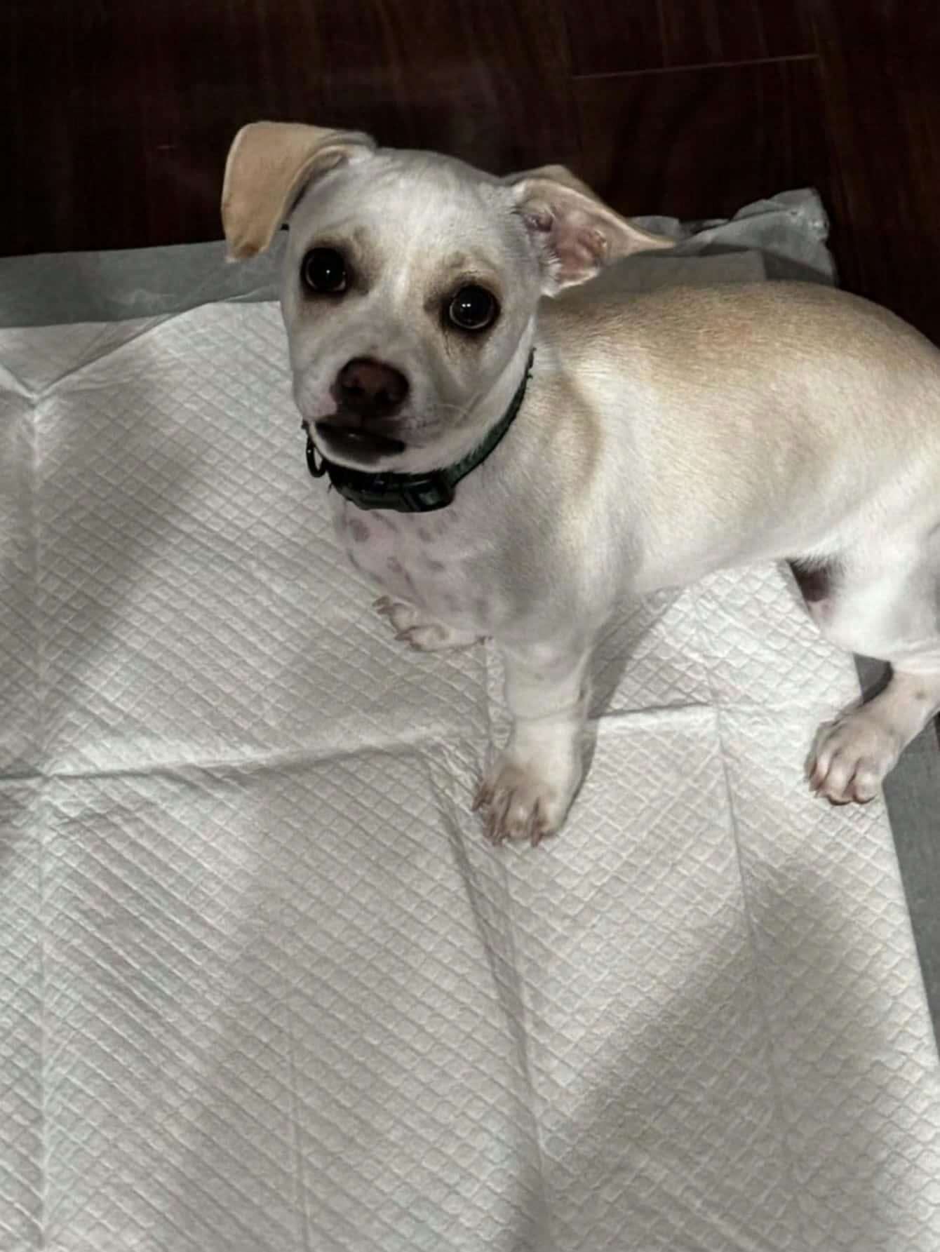 10pcs Dog Pee Pads 80cm X 120cm Powerful Absorbency Leakproof