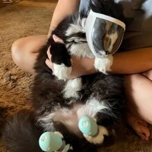 1 件装猫咪口罩，清洁美容口罩，防舔防咬防喵喵透气口罩，宠物透明眼罩 - 白色 - 查看 6