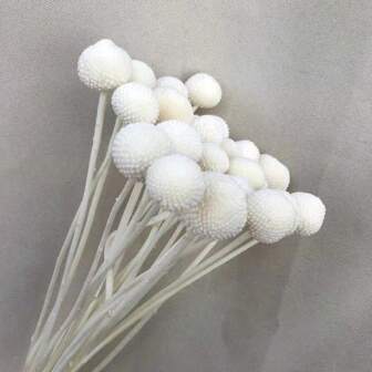 10 st/20 st naturliga torkade blommor Craspedia Billy Balls blommor Billy Buttons blombukett för blomsterarrangemang bröllop hem hög vas dekor gul, alla hjärtans dag, presentgåvor födelsedag examen