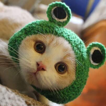 1 件手工钩编青蛙主题宠物帽，柔软涤纶，适合春、夏、秋、冬季，尺寸小，可调节肩带，适合猫和小动物