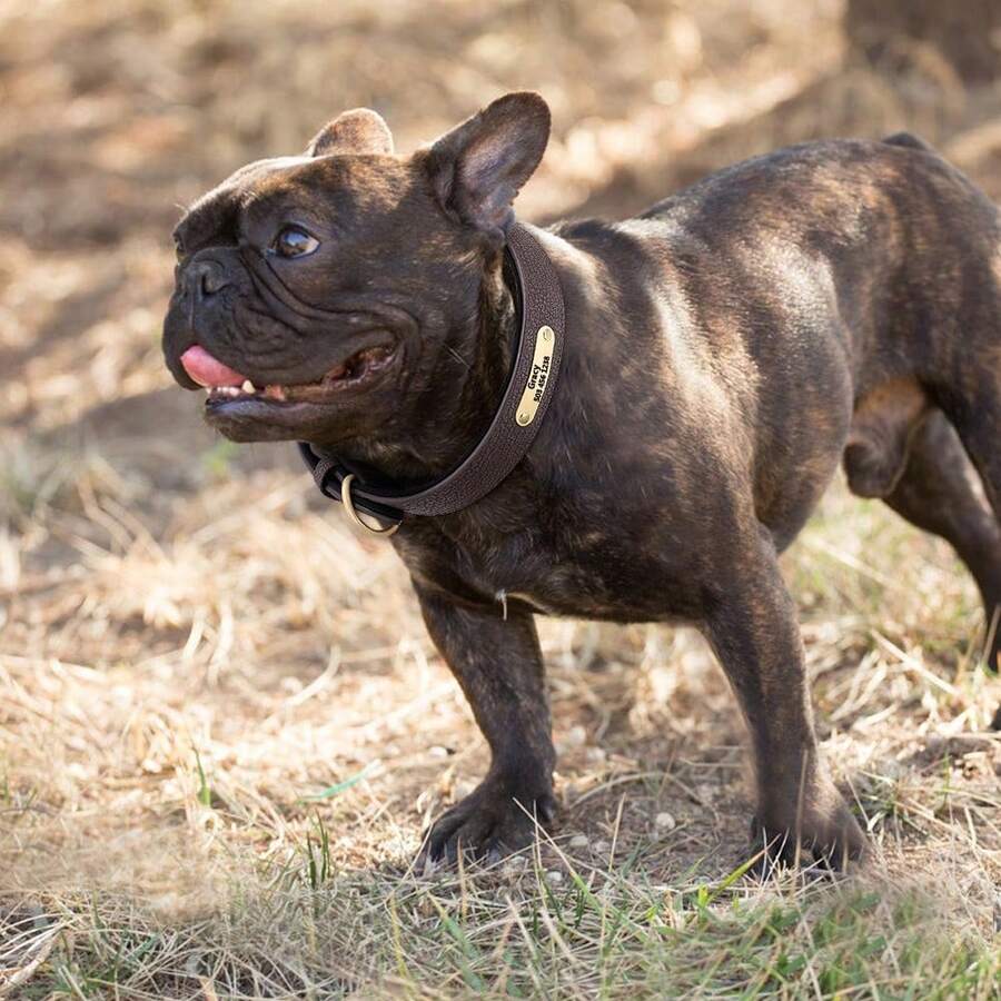 Customized PU Leather Engraved Pet Collar, Adjustable For Small, Medium