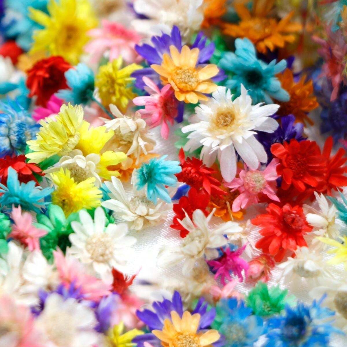 A Box Of Brazilian Star Shaped Flower Heads Without Stems, DIY Dried