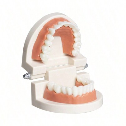 1pc Dental Teeth Model, Dental Teeth Mold Educational Toothbrushing Practice Oral Care Model