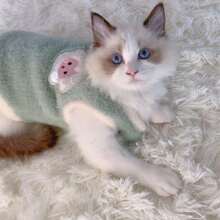 Pet Clothes, Cat Clothes, Autumn/Winter Cat Vest, Warm & Cute Plush Cat Outfit