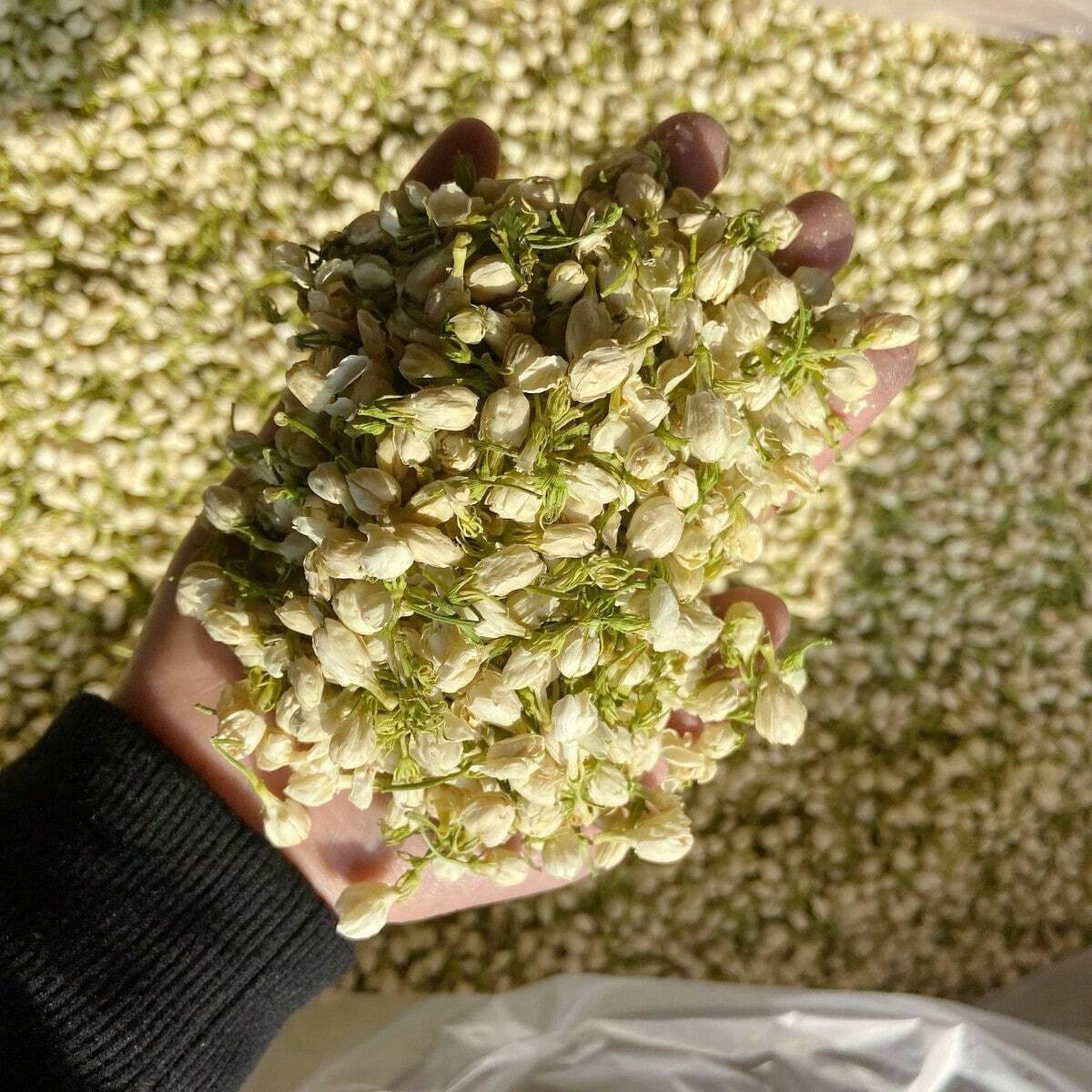 1pack (30g) Dried Jasmine Flower, Bulk Natural Jasmine Flowers For