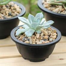 3pcs韩式盆栽多肉大花盆拼盘盆多肉大花盆浅盆大号生石花玉露组花盆 - 黑色 - 查看 2