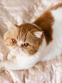 Complete Bath Kit Tropical Pitaia Shampoo 500ml + Conditioner 250ml + Perfume 60ml - 粉色 - 查看 7