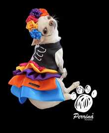 DISFRAZ PERRINA HALLOWEEN DIA DE MUERTOS PARA MASCOTA CATRINA - Multicolor - Ver 4