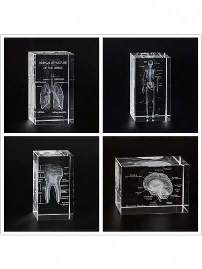 Modelo de cristal de pulmão anatômico gravado a laser, decoração para casa e escritório, presente para pneumologista