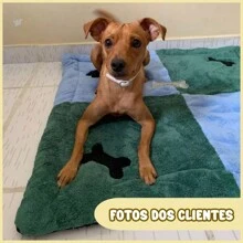 4 Bone Embroidered Dog And Cat Bed Luxury Padded Pet Mat - 黃色 - 查看 9