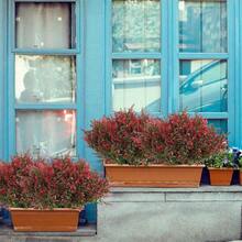 8 Cây & Hoa Nhân Tạo Trang Trí Nhà Trong Nhà, Hoa Giả Chống Tia UV Cây Bụi Giả Hoa Cúc Giả Cho Tiệc Cưới Ngoài Trời Trang Trí Giáng Sinh - Nhiều màu - Xem 5