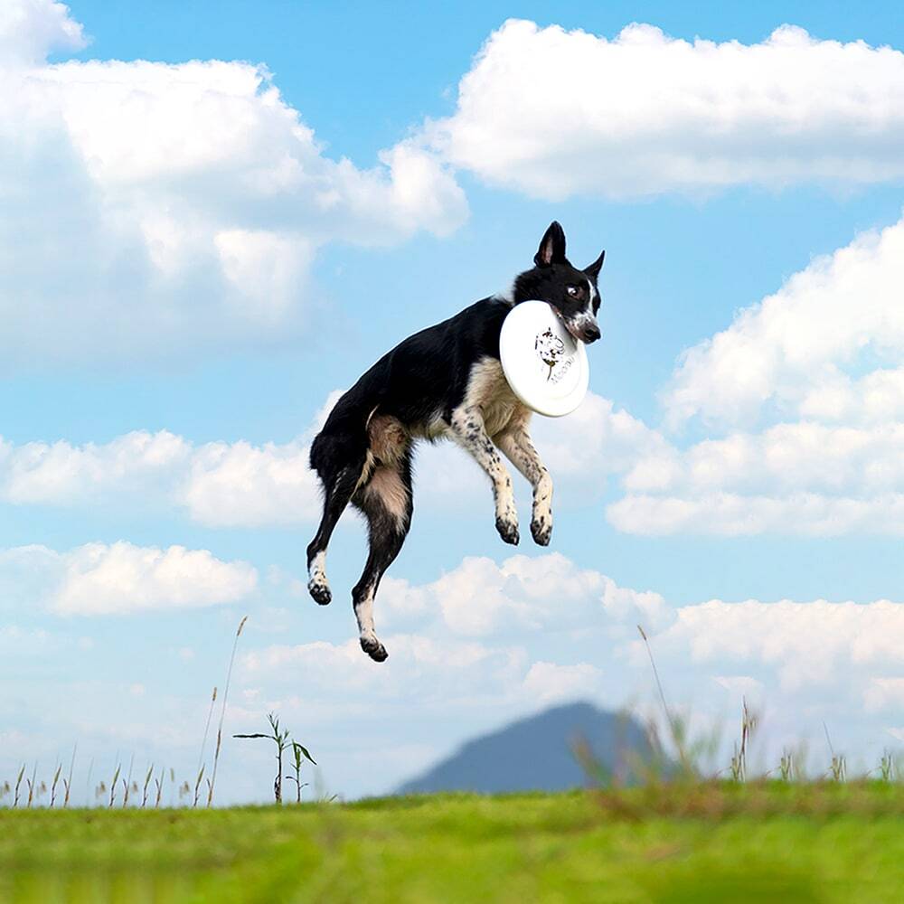 185mm Professional Flying Disc For Dog Training, Competition Standard