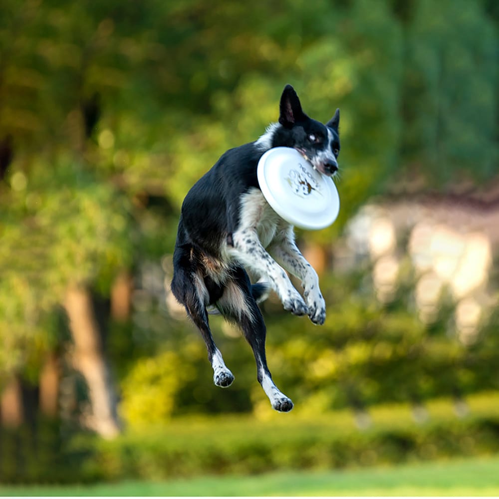 185mm Professional Flying Disc For Dog Training, Competition Standard