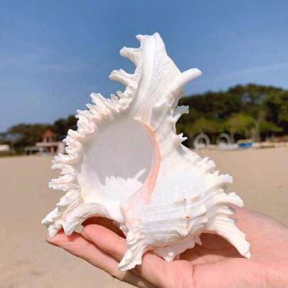1pc Natural Conch Shell, Snail Material, Trapa Pulvinus, Aquarium Decoration, Fish Tank Ornament, Hermit Crab Replacement Shells, Conch Shells, Natural Conch Shells, Fish Tank Landscaping Decoration,Suitable For Home Decoration, Bedroom Decoration, And Ocean-Themed Decor Best