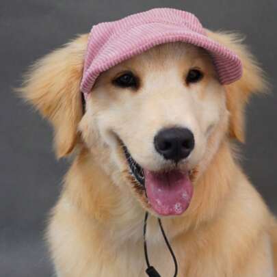 Pet Dog/Cat Sun Visor Hat, Corgi Teddy Bear Style, Open Ear Design, All-Season Outdoor Sunscreen