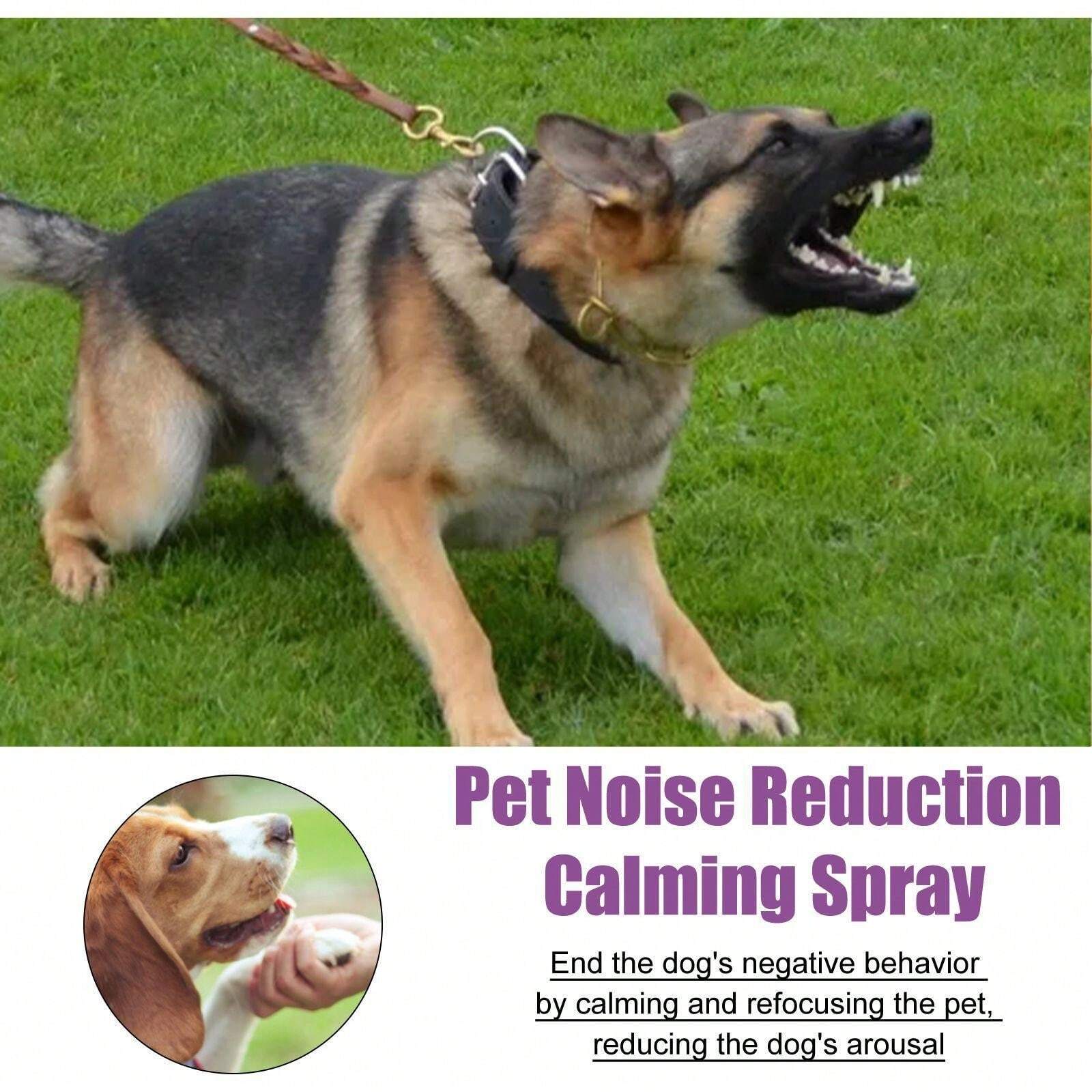 Beautiful view of Staff Tips For Reducing Home Pet Noise