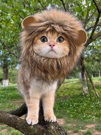 1Pc Cute Pet Cat Headwear Halloween Lion Wig For Dog And Cat Costume
