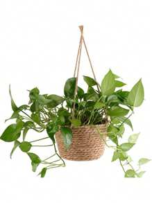 Handcrafted Woven Basket Hanging Planter With Jute Rope - Perfect For Indoor Or Outdoor Decor (Random Color) Gifts Birthday Graduation