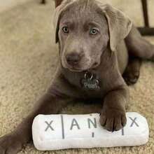 1 đồ chơi nhồi bông cho thú cưng có chức năng kích hoạt bằng giọng nói, đồ chơi nhồi bông cho chó có thiết bị BB tích hợp, dày và chống cắn - Nhiều màu - Xem 12