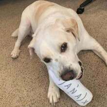 1 đồ chơi nhồi bông cho thú cưng có chức năng kích hoạt bằng giọng nói, đồ chơi nhồi bông cho chó có thiết bị BB tích hợp, dày và chống cắn - Nhiều màu - Xem 4