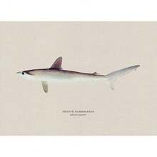 1pc Vintage Nước ngọt Nước mặn Nghiên cứu Áp phích Nghệ thuật Cá Retro Canvas Vẽ Tranh Và In Hình Ảnh Cho Phòng Khách Hunt Club Decor Không Có Khung - Nhiều màu - Xem 105