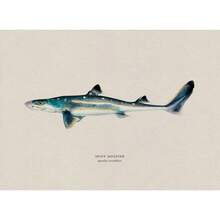 1pc Vintage Nước ngọt Nước mặn Nghiên cứu Áp phích Nghệ thuật Cá Retro Canvas Vẽ Tranh Và In Hình Ảnh Cho Phòng Khách Hunt Club Decor Không Có Khung - Nhiều màu - Xem 9