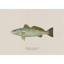 1pc Vintage Nước ngọt Nước mặn Nghiên cứu Áp phích Nghệ thuật Cá Retro Canvas Vẽ Tranh Và In Hình Ảnh Cho Phòng Khách Hunt Club Decor Không Có Khung - Nhiều màu - Xem 108