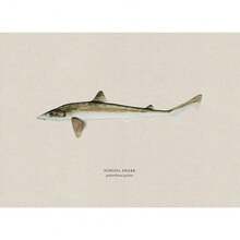 1pc Vintage Nước ngọt Nước mặn Nghiên cứu Áp phích Nghệ thuật Cá Retro Canvas Vẽ Tranh Và In Hình Ảnh Cho Phòng Khách Hunt Club Decor Không Có Khung - Nhiều màu - Xem 35