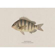 1pc Vintage Nước ngọt Nước mặn Nghiên cứu Áp phích Nghệ thuật Cá Retro Canvas Vẽ Tranh Và In Hình Ảnh Cho Phòng Khách Hunt Club Decor Không Có Khung - Nhiều màu - Xem 90