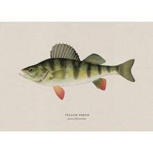 1pc Vintage Nước ngọt Nước mặn Nghiên cứu Áp phích Nghệ thuật Cá Retro Canvas Vẽ Tranh Và In Hình Ảnh Cho Phòng Khách Hunt Club Decor Không Có Khung - Nhiều màu - Xem 102