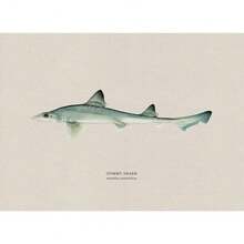 1pc Vintage Nước ngọt Nước mặn Nghiên cứu Áp phích Nghệ thuật Cá Retro Canvas Vẽ Tranh Và In Hình Ảnh Cho Phòng Khách Hunt Club Decor Không Có Khung - Nhiều màu - Xem 18