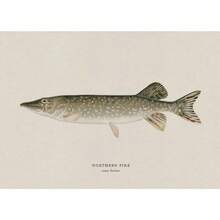 1pc Vintage Nước ngọt Nước mặn Nghiên cứu Áp phích Nghệ thuật Cá Retro Canvas Vẽ Tranh Và In Hình Ảnh Cho Phòng Khách Hunt Club Decor Không Có Khung - Nhiều màu - Xem 95