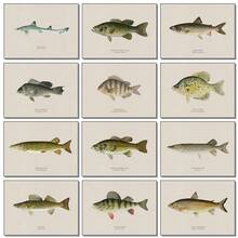 1pc Vintage Nước ngọt Nước mặn Nghiên cứu Áp phích Nghệ thuật Cá Retro Canvas Vẽ Tranh Và In Hình Ảnh Cho Phòng Khách Hunt Club Decor Không Có Khung - Nhiều màu - Xem 2